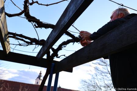 Rez kamniške potomke najstarejše vinske trte (8)